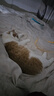 all for paws玉米豆腐猫砂2.7KG afp猫砂 天然材质 低粉尘易结团可冲厕所猫砂 实拍图