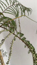 爱优尚蓝花楹盆栽大型绿植办公室内客厅网红好养活植物落地盆景源头直发 实拍图
