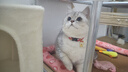 柒哦猫咪项圈铃铛新年猫猫幼猫脖子饰品宠物小猫脖圈蓝猫狗狗装饰项链 招财猫 实拍图