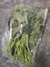 番薯苗300g 实拍图