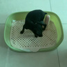 HKML狗狗厕所小型犬专用宠物用品狗便盆尿盆鹦鹉站架喂食排便桌面训练 牛油果小号：40x30x11cm 实拍图