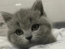 涴喵 苏氏纯种英短幼猫短毛猫大脸猫宠物猫咪活体辅助喂养 宠物级 【蓝猫】 实拍图
