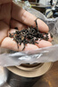 醉然香 茶叶 普洱茶熟茶云南勐海古树十年陈普洱熟茶礼盒装250g 实拍图