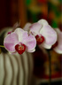 铭匠50mm f1.2大光圈定焦人像镜头半画幅适用于X卡口E卡口Z卡口RF卡口微单相机镜头 黑色 佳能口（佳能M系列微单专用） 实拍图