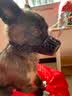 dogstory狗嘴套宠物口罩中大型犬通用防咬保护套金毛柯基泰迪 黑色 S（适合5斤狗狗） 实拍图