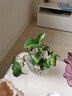 弗莱文茨创意绿萝水培植物透明玻璃花瓶家用客厅装饰品水养插花器皿摆件 圆点003 大号 实拍图