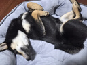 憨憨宠狗窝猫窝夏季可水洗加厚宠物窝泰迪中小型犬狗垫子沙发狗床 双面加厚八角窝 大号 实拍图