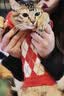 宜品达宠物猫咪衣服保暖冬天小狗狗毛衣秋冬保暖加厚比熊泰迪小猫咪衣服 菱形刺绣樱桃毛衣-套头款 M：胸围39cm【建议7-9斤】 实拍图