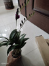 玫绚粉黛石斛兰盆栽带花苞四季开花不断绿植室内阳台花卉易养兰花植物 红泼墨  2苗带多花  带原盆 实拍图