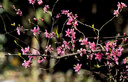 腾龙（Tamron）A047Z 70-300mm F/4.5-6.3 Di III RXD远摄长焦变焦 尼康全画幅微单镜头 Z卡口  实拍图