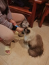 吉芙全价主食猫条鱼油猫条0胶0淀粉鸡肉兔肉成幼猫湿粮包宠物猫咪食品 【经典款】鸡肉三文鱼整盒 实拍图