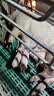 华畜4%生长猪仔猪小猪预混料猪饲料育肥猪复合预混合饲料母猪饲料 教槽料【整吨低至140/袋】 实拍图