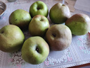 正宗山西玉露香梨子新鲜孕妇当季水果脆甜多汁3/5/10斤装整箱批发 净重5斤【精选中果】 实拍图
