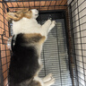 宠乐乖（CHONGLEGUAI）狗笼猫笼狗笼子中小型犬幼犬加粗加密折叠猫笼子猫咪兔笼具760JC 实拍图