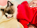 力狼猫粮 成猫幼猫通用型天然粮 【预售-超值囤货】鸡鱼+乳鸽20kg 实拍图
