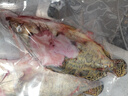 品鲜肴淡水鱼生态翘嘴鱼白鱼/翘嘴鲌大白刁鱼自然捕获鲜活现杀生鲜水产 750g /条（宰杀后三去净重600g） 实拍图