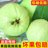 思卓（SIZHUO）红心软芭乐 广东番石榴新鲜水果健康轻食土巴乐软糯甜心单果130g+ 红白芭乐双拼4.5-5斤装 实拍图