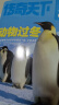 【2024年单期订阅】好奇号2024年12月期【环游澳大利亚】  单期订阅 每月3册 少儿科普 杂志铺  杂志订阅 （先发“杂志订阅清单”）图书开工开学季 实拍图