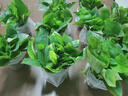 绿萝盆栽除甲醛水培花卉大叶绿植办公室内新房植物净化空气装饰 110款原盆储水盆【10盆装】 实拍图