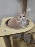 华元宠具（hoopet）大型猫爬架猫咪树猫窝一体木质别墅非实木抓柱玩具【源头直发】 实拍图