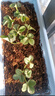 滨淇草莓苗桃熏草莓四季草莓苗阳台盆地栽草莓苗 桃熏草莓5盆源头直发 实拍图