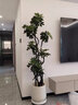 临雅鸭脚木客厅大盆栽室内阳台造型绿植物鸭掌木鹅掌财落地式大型摆件 造型鸭脚木1.4-1.6米+智能吸水盆 实拍图