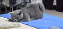伟嘉猫粮成猫幼猫粮营养全面 成猫吞拿鱼及三文鱼味3.6kg 实拍图