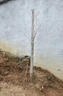 黛陌 银杏树苗南北方种植银杏苗白果苗庭院绿化苗白果树苗占地绿化苗 6公分粗 银杏树 实拍图