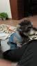 华元宠具（hoopet）狗厕所大型犬金毛一体式中小型犬泰迪不湿脚防踩屎宠物狗狗便屎盆 雾霾灰中号（25斤内狗狗） 实拍图