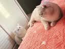 喔喔（WOWO）猫粮 猫主食冻干三鲜全价猫粮无谷猫粮成猫粮幼猫粮通用冻干猫粮 经典海苔味 10.5KG 实拍图
