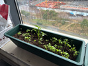 原起点 长方形种菜盆(18L)大花盆阳台塑料种菜箱懒人神器长条蔬菜种植箱 橄榄绿3个+30L营养土+80g有机肥 实拍图