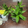 绿有意观音竹富贵竹水培植物带根花卉绿植绿萝室内盆栽转运竹子水养好养 2盆】观音竹3棵冬瓜玻璃瓶+液 实拍图