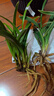 艾莹有香味的兰花苗 建兰金尊红颜 四季兰带金边室内阳台花卉盆栽绿植 春兰金玉荷2苗壮苗 实拍图