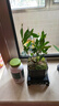 幼薇小叶栀子花四季盆栽植物室内好养办公室桌面带盆景花苞开花小绿植 栀子花+舍得PVC盆+方形底盘 带盆栽好 实拍图