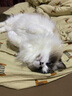佩玛思特PetMaster冰川猫粮离乳期幼猫专用粮全价幼猫营养增肥发腮猫粮2kg 实拍图