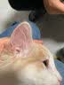 维克耳漂滴耳液猫咪狗狗耳朵清洁剂洗耳水预防耳螨清洁耳道洗耳液犬猫 耳漂60ml+耳肤灵 10g*1支 实拍图