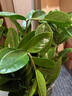 爱优尚金钱树盆栽客厅室内大型绿植办公室盆景摇钱串子乔迁开业源头直发 实拍图