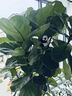 德沃多琴叶榕型植物营养液500ml园艺绿植花肥料花卉液体肥盆栽叶面肥 实拍图