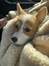 卡瓦图训狗棒打狗棍拍训犬棒宠物训狗鞭子大小型犬鞭响鞭装备宠物用品 实拍图