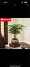 八芽文竹盆栽植物室内客厅中式禅意盆景好养绿植办公室摆件创意花卉 莲花盆文竹（含紫砂托盘、木托） 带盆栽好 实拍图
