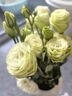 云南鲜花批发品质玫瑰百合水养鲜切花送女友生日礼物源头直发 洋桔梗200g（随机单色） 【任选2件—不收运費】 实拍图