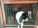 实木狗笼子小型犬中大型犬狗别墅室内狗屋带厕所宠物狗窝木质房子 胡桃色大号110+脚垫板 晒单实拍图