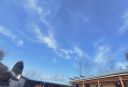 罗蒙（ROMON）纯色商务职业正装男士衬衫工装男装长袖衬衣男CS108黑色5XL 实拍图