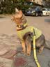 TOUCHDOG它它猫咪牵引绳遛猫绳胸背心式防挣脱工字幼猫链子溜猫绳 彩虹糖 M码【16斤以内】 绳长1.2m 实拍图