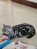 益家之宠猫粮 农科院饲料所全资企业出品全价全期鱼肉鸡肉鸭肉无谷幼猫 全价成年期赛极猫粮1.5kg*1包 实拍图