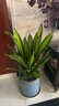 御春阁 金边巴西铁 也门铁香龙血树 ,绿植盆栽,室内花卉 观叶植物不含盆 中盆苗60厘米左右 实拍图