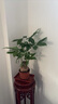 发财树盆栽室内植物客厅绿植大型室内大棵盆景办公室摆件花卉h 【发财树】0.4-0.5米独杆款（福字款) 不含盆 实拍图
