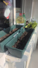 原起点 长方形种菜盆(18L)大花盆阳台塑料种菜箱懒人神器长条蔬菜种植箱 橄榄绿3个+30L营养土+80g有机肥 实拍图