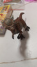 玛奇乐（MECHILE）仿真恐龙玩具动物模型静态摆件霸王龙迅猛龙剑龙三角龙翼龙棘龙 冥河龙(实心TPR材质) 实拍图