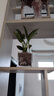 卉轩居白掌盆栽易活一帆风顺水培植物办公室内花卉绿植红掌水养四季开花 特级白掌2株【简易盆】 含盆 实拍图